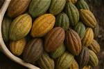 A Journey of Flavor and Community