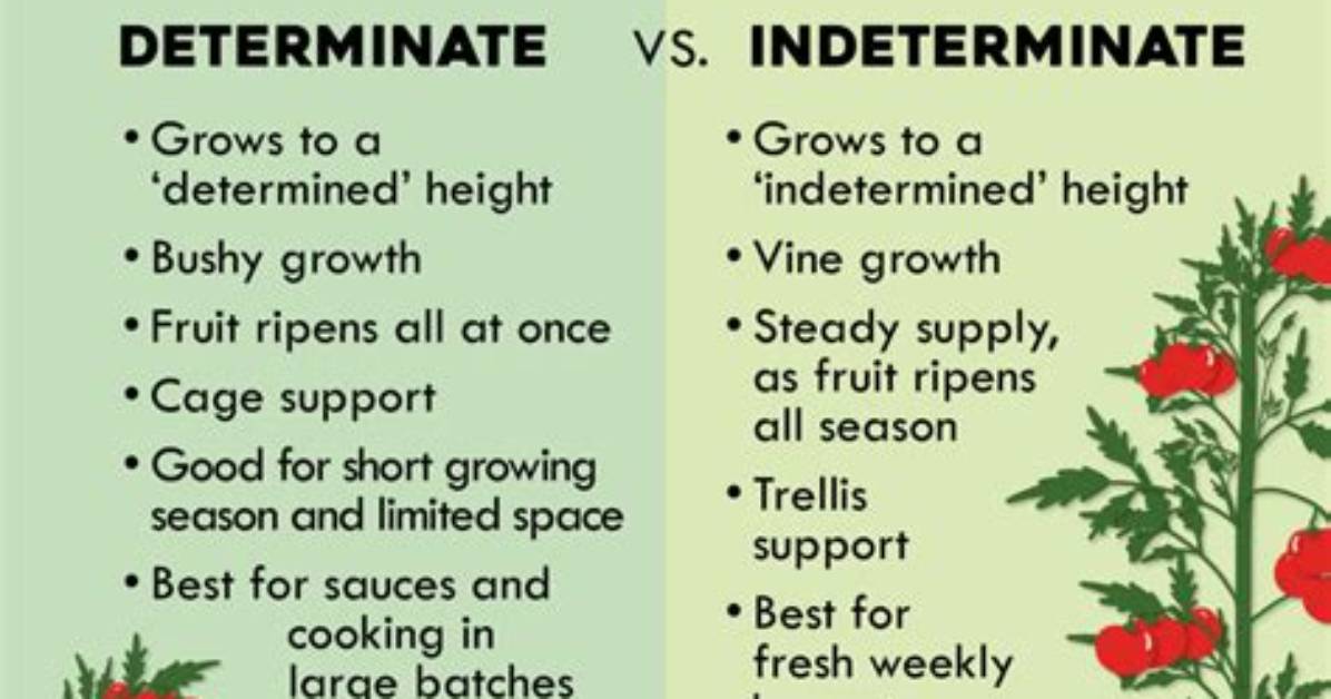 Are Stupice Tomatoes Determinate or Indeterminate? |