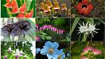 Blooming Wonders: the Fascinating World of Flowers