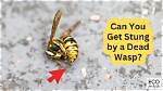 Can I Get Stung by a Dead Bee? Celebrity. Fm #1 Official Stars, Business & People Network, Wi ·
