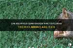 Can Squirrels Climb Wire? |