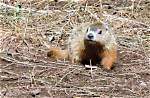 Canadian Groundhog Fred La Marmotte Found Dead Before Planned Prediction | Canada
