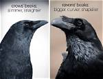 Crow Beak vs Raven Beak: a Comparative Analysis of Two Avian Giants