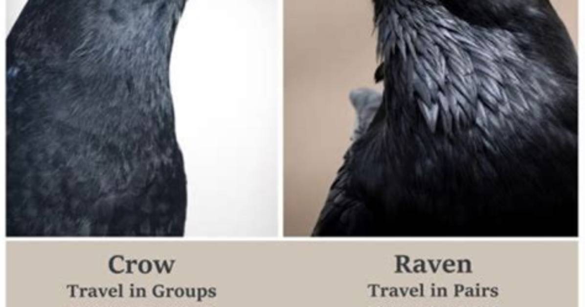 Crows and Ravens: a Tale of Two Birds