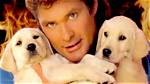 David Hasselhoff and His Adorable Puppies: a Heartwarming Journey
