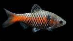 Discovering the Best Barb Names: a Comprehensive Guide