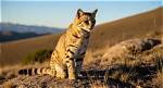 Discovering the Enigmatic Cat Man of the Appalachian Mountains
