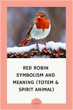 Does a Robin Symbolize Death? Celebrity. Fm #1 Official Stars, Business & People Network, Wik