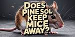 Does Pine-Sol Really Repel Mice? Unraveling the Truth