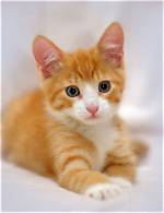 Dreams About a Ginger Kitten