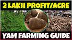 Essential Guide: Laminated Yam Cultivation Tips and Benefits per Week