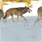 Exploring the Social Structures of Wolves: How Many Partners Does a Wolf Have?
