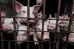 Exposing Animal Abuse and Factory Farm Horrors