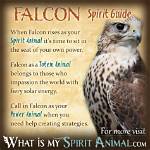 Falcon Spirit Animal Totem Meaning