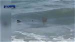 Hilton Head Shark Attacks 2024: What You Need to Know