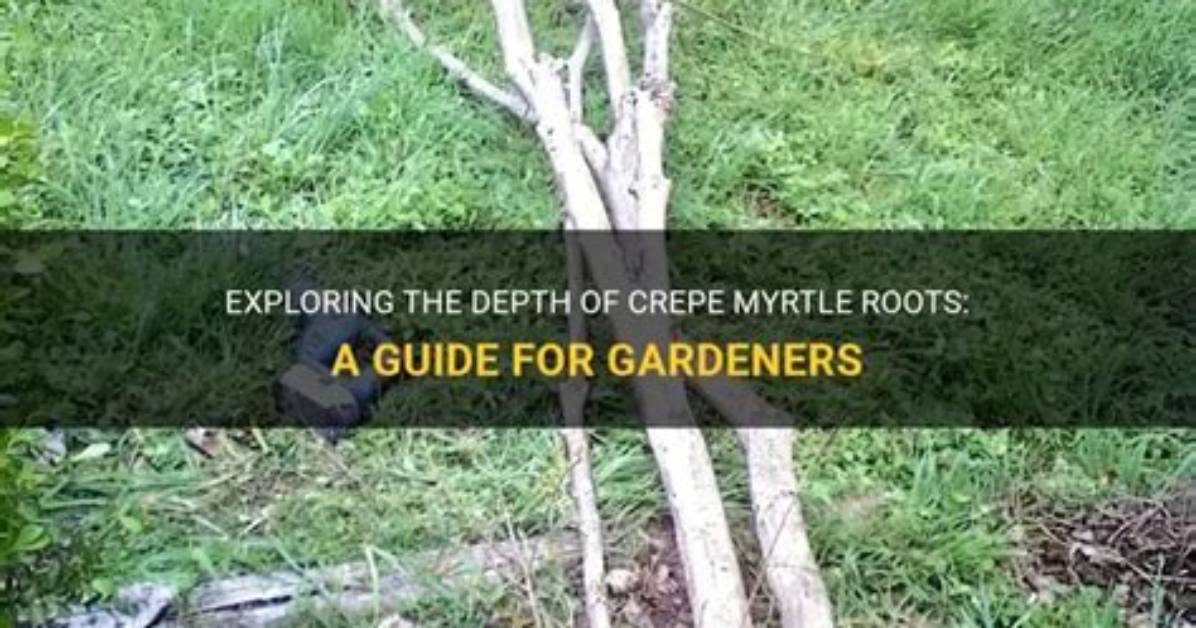 How Deep Do Crepe Myrtle Roots Extend?