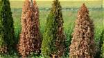 How Do You Treat Brown Arborvitae? ·