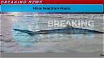 How Many Shark Attacks in Hilton Head 2023 South Carolina? the Talks Today