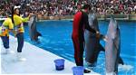 How Smart Are Dolphins Really? a Ranking of Dolphins Against Other Animals Best Life