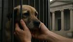 How to Demand Justice for Animal Cruelty: the "Huellitas Justicia" Case