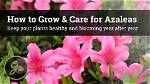 How to Grow and Care for a Majesty Palm