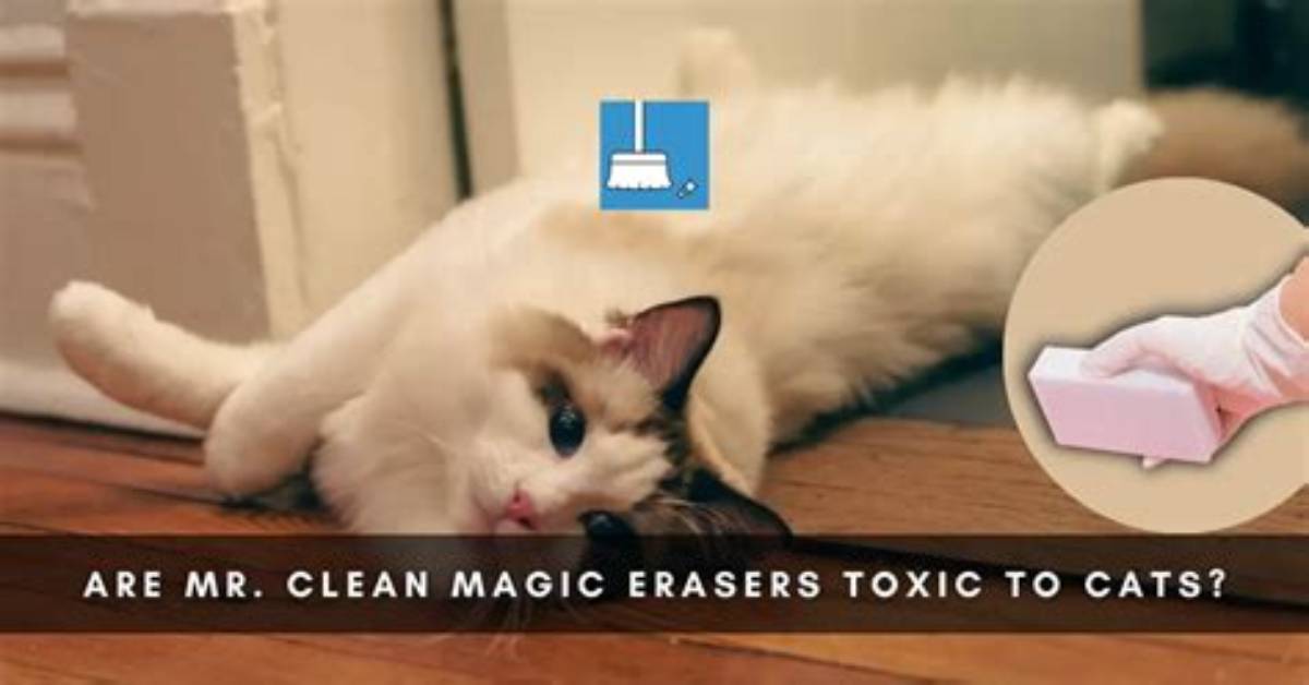 Is Mr Clean Toxic to Cats? |