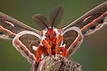 Moth Photographers Group North American Moths Saturniidae