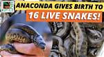 One Girl One Anaconda Video: the Wild Truth Behind the Viral Sensation