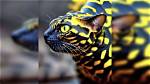 Photo of 'Amazon Snake Cat' Goes Massively Viral, but Is It Real? Here's the Truth ·