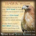 Pulsevibe | the Hawk Spirit Animal