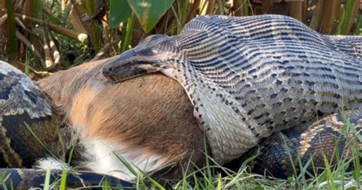 The Fascinating Encounter: Snake Ate Deer