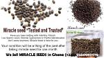 The Incredible Benefits of Miracle Seed: Unveiling Nature’s Gift