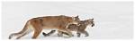 The Secrets of Mountain Lion Tracking