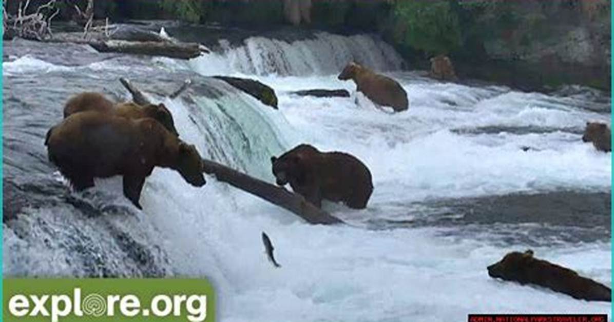 The Unexpected Journey: When a Bear Falls off a Cliff