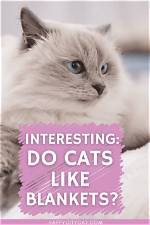 Understanding Cats: Do They Like Having Blankets on Them?