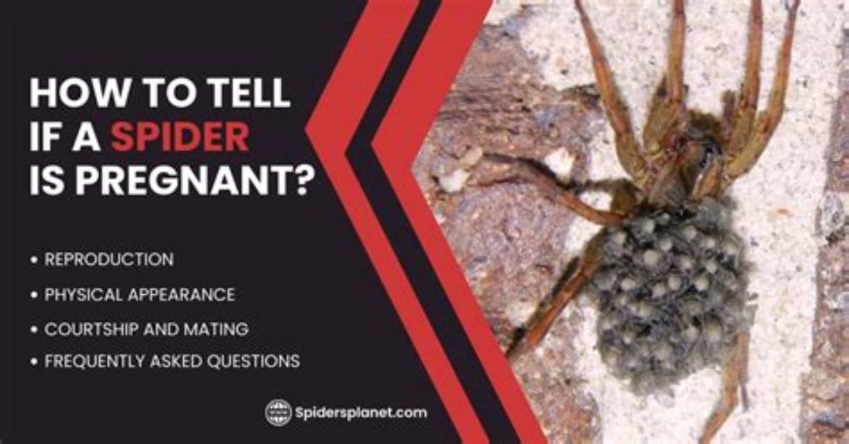 Understanding Spider Pregnancy: How to Tell If a Spider's Pregnant