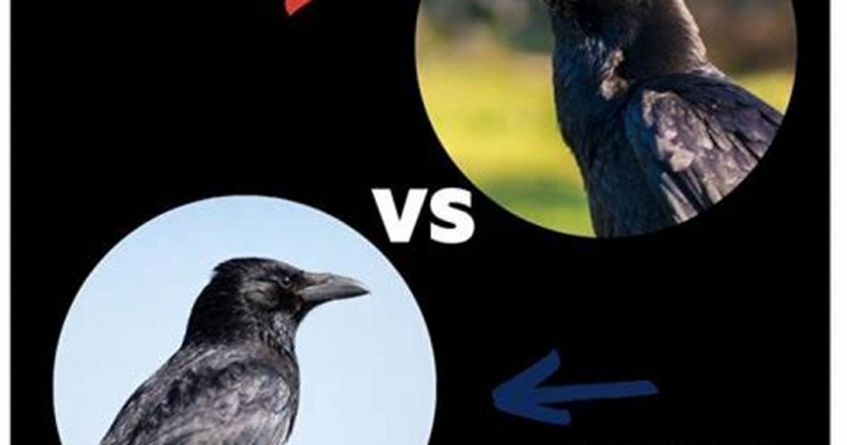 Understanding the Distinct Differences Between Crows and Ravens
