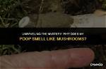Understanding the Mystery: Why Does My Poop Smell Burnt?