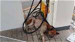 Unleashing the Mystery of the Petrol Dog Drink