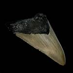 Unlocking Lost World's and Evolutionary Secrets