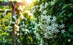 Unlocking the Fragrant Allure of Jasmine Corckets: a Guide