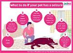 Unlocking the Secrets of Dog Seizures While Sleeping: Discoveries and Insights