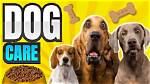 Unlocking the Secrets of Exceptional Dog Care