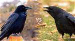 Unraveling the Mysteries: the Difference Between Crows and Ravens
