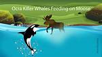 Unraveling the Mystery: Do Orcas Eat Moose?
