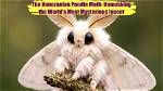 Unveiling the Enigma: Unmasking the Poodle Moth on the Masked Singer