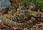 Unveiling the Residence of the Texas Rattlesnake: Where Does Steve Austin Live?