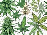 Unveiling the Secrets of a Legendary Strain