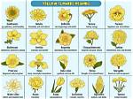 Unveiling the Symbolism of Yellow Flowers on September 21