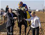Unveiling the World of Fillies Horse: a Comprehensive Guide
